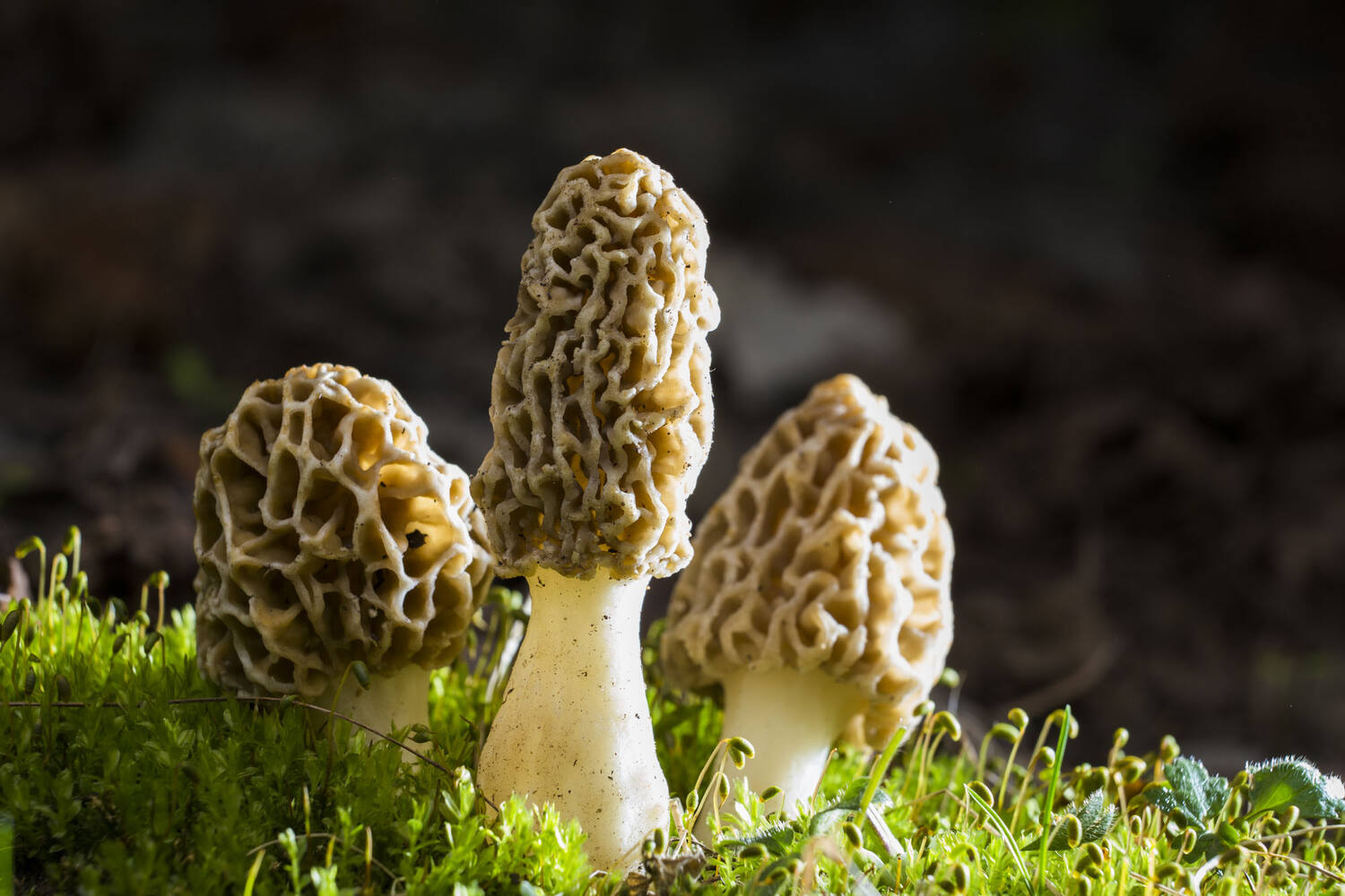 Morilles cultivated crade 1 kilo